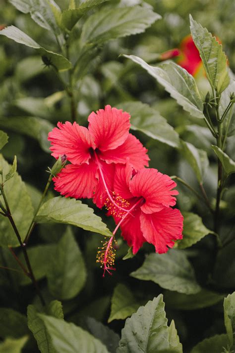 The Historical and Cultural Importance of Ivory-Colored Hibiscus