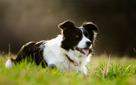 The History and Characteristics of Collies