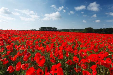 The History and Cultivation of Poppies: From Ancient Civilizations to Modern Gardens