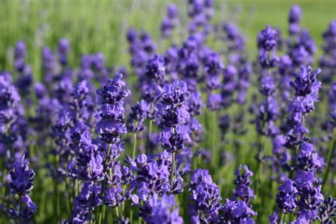 The History and Cultural Significance of Lavender Shades