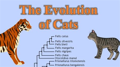 The History and Evolution of Felidae