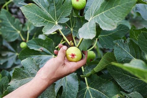 The History and Mythology Behind Fig Cultivation