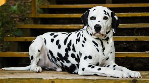 The History and Origin of Dalmatian Breed