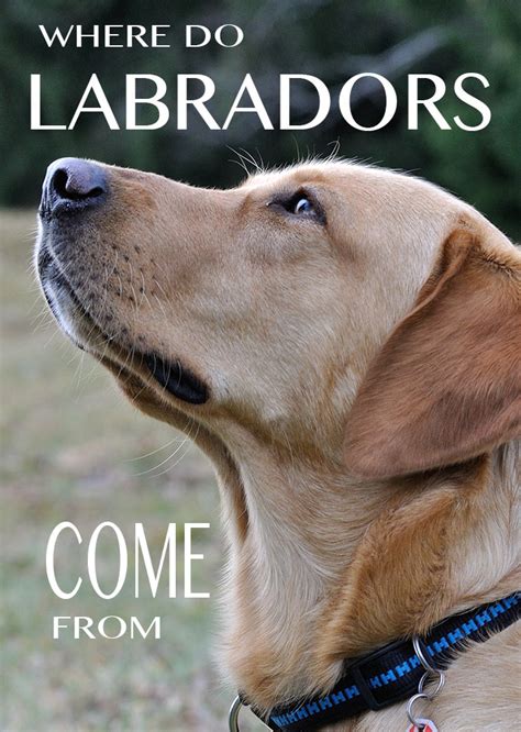 The History and Origin of Labrador Dogs