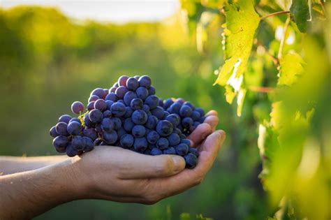 The History and Origins of Bunch Grapes