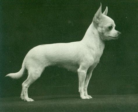 The History and Origins of Chihuahua Dogs