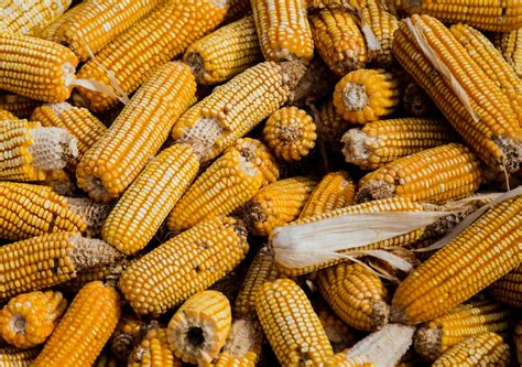 The History and Origins of Corn: Unveiling the Ancient Journey of a Staple Crop