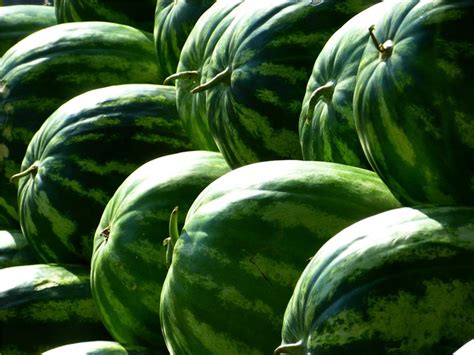 The History and Origins of Watermelon