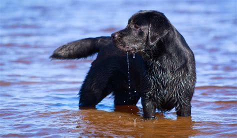 The History and Origins of the Black Labrador