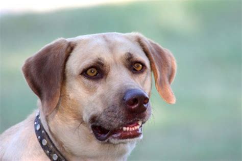 The History and Origins of the Yellow Labrador Retriever