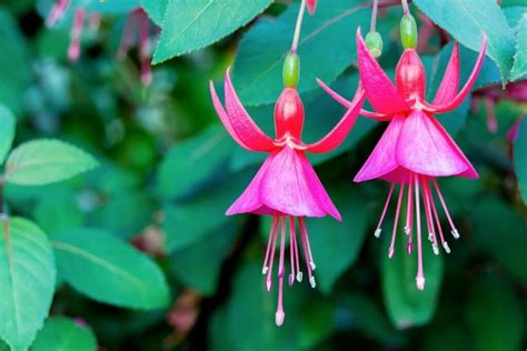 The History and Symbolism of Bold Fuchsia: Exploring its Cultural Significance