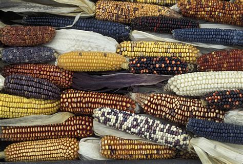 The History of Cultivating Maize and Beans