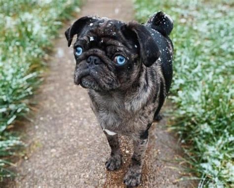 The History of Pugs with Charcoal Colored Fur