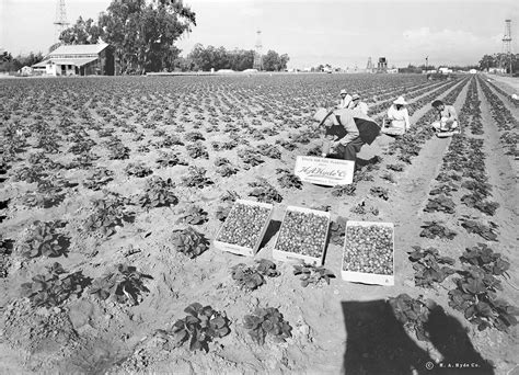 The History of Strawberries and Their Cultivation