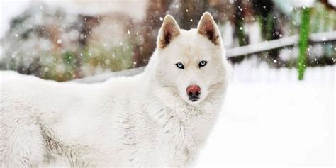 The Husky's Temperament: Exploring Their Distinctive Personality Traits