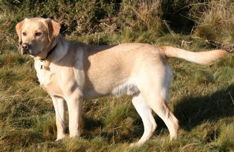 The Ideal Family Companion: White Labradors and Children