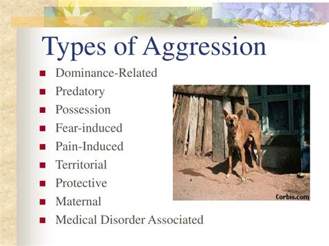 The Impact of Aggression on Canine Psychology