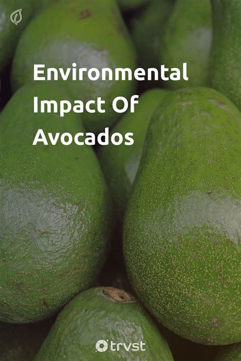 The Impact of Avocado Pit Disposal on the Environment