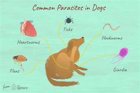 The Impact of Canine Parasites on Your Pet's well-being