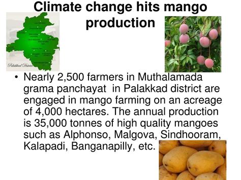 The Impact of Climate Change on Mango Production