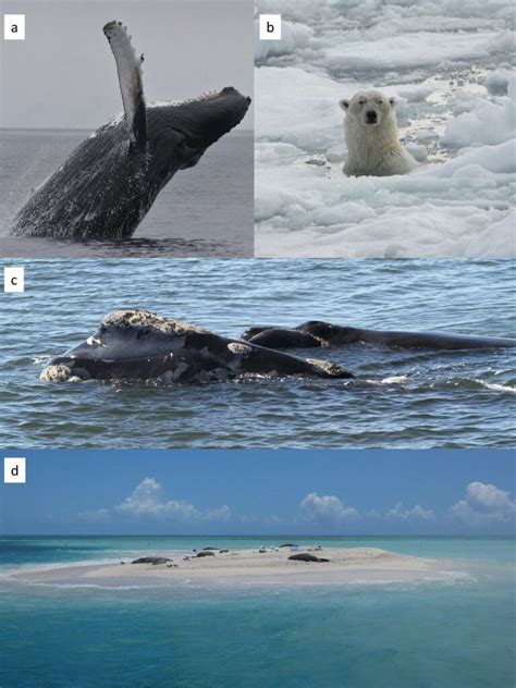 The Impact of Climate Change on the Survival of Adorable Marine Mammals