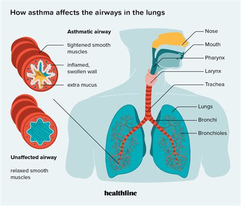 The Impact of Dehydrated Nasal Secretions on Respiration and Overall Well-being