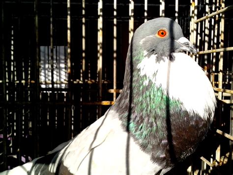 The Impact of Diet on the Brilliant Hue of Blue Plumage in Pigeons