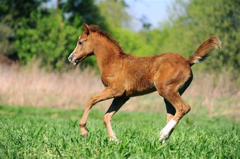 The Impact of Dreams: Exploring the Emotions Awakened by a Young Foal