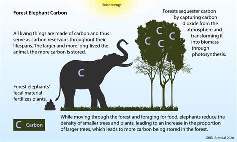 The Impact of Environmental Factors on the Size of Tiny Elephants