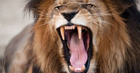 The Impact of Experiencing a Lion's Bite in a Dream: Exploring the Emotional and Psychological Consequences