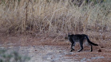 The Impact of Free-roaming Felines on Urban Ecosystems