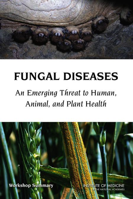 The Impact of Fungal Dreaming on Human Health: Surprising Discoveries