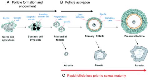 The Impact of Genetics on the Development of Arm Follicles