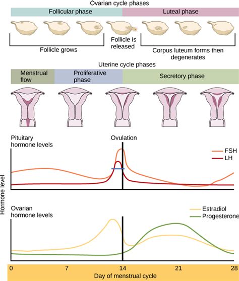 The Impact of Hormones on Hamster Reproduction: Understanding Hormonal Changes and Patterns