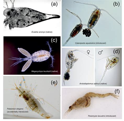 The Impact of Invasive Crustaceans on Indigenous Ecological Systems