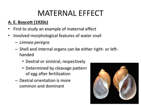 The Impact of Maternal-Offspring Relationships on Dream Patterns