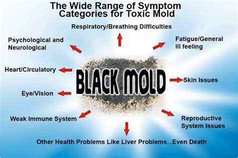 The Impact of Prolonged Exposure to Harmful Mold Strains