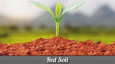 The Impact of Red Clay Soil on the Environment: Conservation and Preservation Initiatives