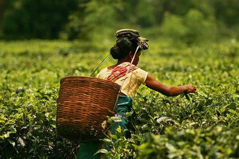 The Impact of Tea Plantations on Local Economies