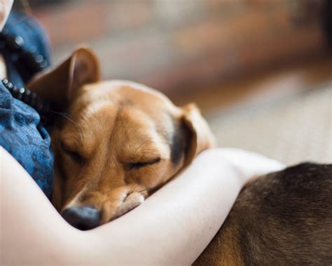 The Impact of a Comforting Canine Embrace: Exploring the Mysteries of the Dog-Human Bond