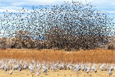 The Impact of the Massive Fly Migration