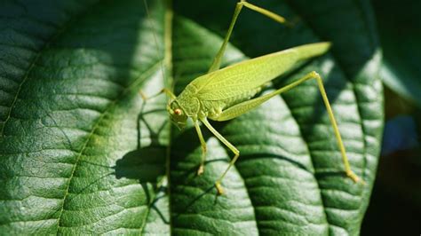 The Impact of the Symbolic White Grasshopper on Art and Literature