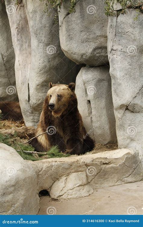 The Impactful Presence of the Majestic Grizzly Bear