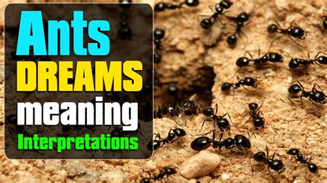 The Importance of Ant Hills in Interpretation of Dreams