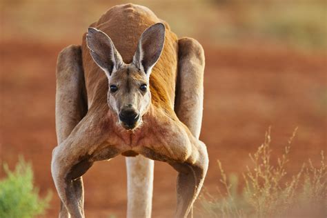 The Importance of Being Pursued by a Kangaroo in Your Dream