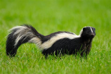 The Importance of Being Sprayed by a Skunk