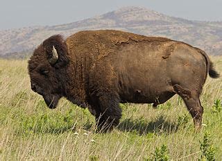 The Importance of Bison Horns in the Culture of Indigenous Peoples