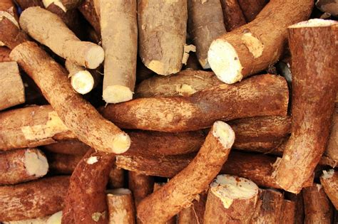 The Importance of Cassava: An Exploration of its Historical and Cultural Significance