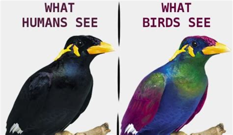 The Importance of Color in Avian Ova Vision: Insights and Meanings