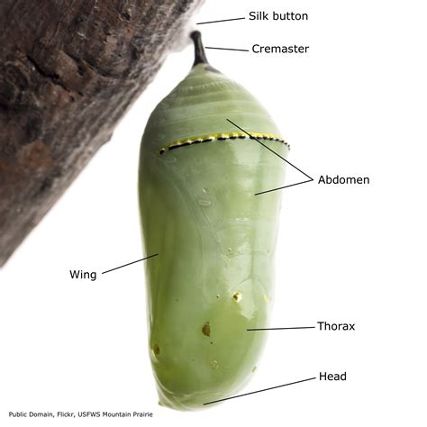 The Importance of Colors: Deciphering the Symbolism Within a Butterfly Chrysalis